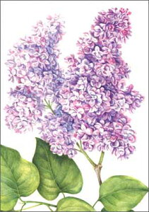 |XgJ[h A[g TbNXuCbNv105×150mm  bZ[WJ[h Xւ͂ RNV(BK3321)