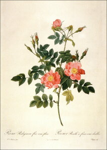 |XgJ[h A[g hD[euTErMm[Tv105×148mm  bZ[WJ[h Xւ͂ RNV(VD8669)