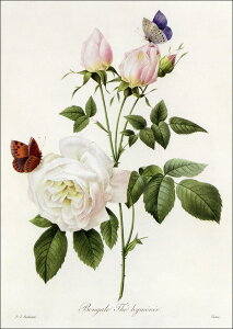 |XgJ[h A[g hD[eu[UxKv105×148mm  bZ[WJ[h Xւ͂ RNV(VD8873)