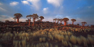 O|XgJ[h J[ʐ^ ~zE}[eBu̎v115×230mm bZ[WJ[h Xւ͂(CL4076)