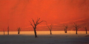 O|XgJ[h J[ʐ^ ~zE}[eBu͂؁v115×230mm bZ[WJ[h Xւ͂(CL4078)