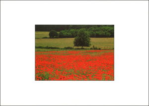 |XgJ[h J[ʐ^u|s[̉Ԃ炢쌴v105×150mm Xւ͂ bZ[WJ[h f{XH