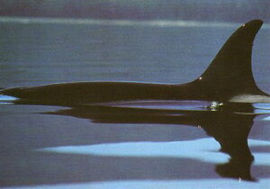 |XgJ[h J[ʐ^uV`v105×150mm bZ[WJ[h Xւ͂