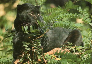 |XgJ[h J[ʐ^uNqEv105×150mm bZ[WJ[h Xւ͂