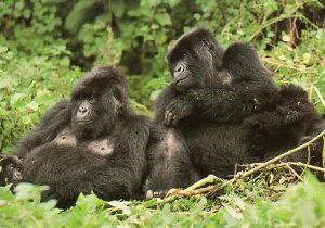 |XgJ[h J[ʐ^uSv105×150mm bZ[WJ[h Xւ͂