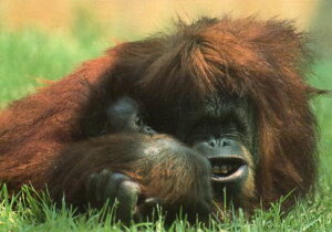 |XgJ[h J[ʐ^uIE[^v105×150mm bZ[WJ[h Xւ͂