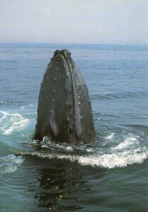 |XgJ[h J[ʐ^uNWv105×150mm bZ[WJ[h Xւ͂