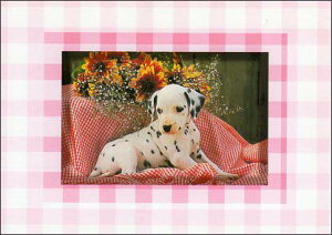 |XgJ[h J[ʐ^ _VAƉF̉ 105×150mm Xւ͂ G͂ bZ[WJ[h