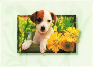 |XgJ[h J[ʐ^ qƉF̉ 105×150mm Xւ͂ G͂ bZ[WJ[h