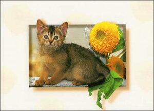 |XgJ[h J[ʐ^ qLƉF̉ 105×150mm Xւ͂ G͂ bZ[WJ[h