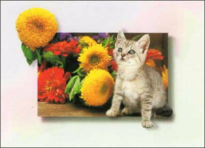 ポストカード カラー写真 子猫と黄色の花 105×150mm 郵便はがき 絵はがき メッセージカード