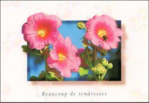 |XgJ[h J[ʐ^ sN̉ 105×150mm Xւ͂ G͂ bZ[WJ[h