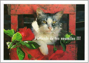 |XgJ[h J[ʐ^uLƐԂԁv105×150mm Xւ͂ bZ[WJ[h