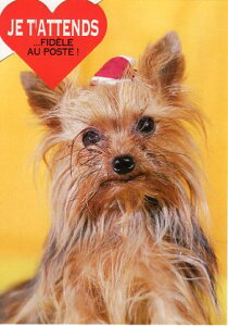 _CJbg|XgJ[h J[ʐ^uv105×150mm Xւ͂bZ[WJ[h