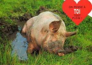 _CJbg|XgJ[h J[ʐ^uDђ̓؁v105×150mm Xւ͂bZ[WJ[h