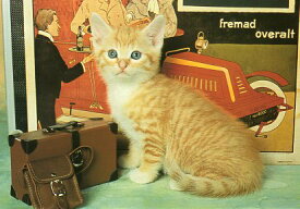 ポストカード カラー写真「子猫とバッグ」103×148mm 郵便はがき メッセージカード(RC2589)