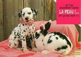 ダイカットポストカード カラー写真「よく似た柄の子犬とうさぎ」約105×150mm 郵便はがきメッセージカード