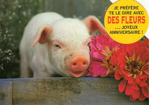 _CJbg|XgJ[h J[ʐ^uq؂ƃsN̉ԁv105×150mm Xւ͂bZ[WJ[h