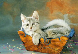 |XgJ[h J[ʐ^uꕨɓqLv103×148mm Xւ͂ bZ[WJ[h(RC2591)