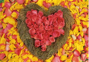 |XgJ[h J[ʐ^ o^C n[g^̃sNƉF̉ 105×148mm Xւ͂ bZ[WJ[h(ML9980100008)