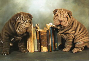 |XgJ[h J[ʐ^u2C̎qƖ{v103×148mm Xւ͂ bZ[WJ[h