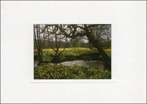 |XgJ[h J[ʐ^uFԔv105×150mm Xւ͂ bZ[WJ[h f{XH