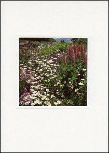 |XgJ[h J[ʐ^ufCW[ƃsiXv105×150mm Xւ͂ bZ[WJ[h f{XH