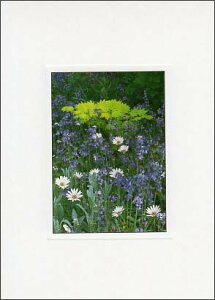 |XgJ[h J[ʐ^ufCW[Ƒԁv105×150mm Xւ͂ bZ[WJ[h f{XH