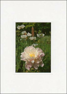 |XgJ[h J[ʐ^u|s[v105×150mm Xւ͂ bZ[WJ[h f{XH