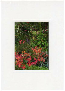 |XgJ[h J[ʐ^uԂԁv105×150mm Xւ͂ bZ[WJ[h f{XH