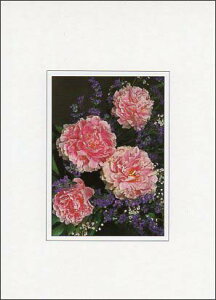 |XgJ[h J[ʐ^usIj[v105×150mm Xւ͂ bZ[WJ[h f{XH