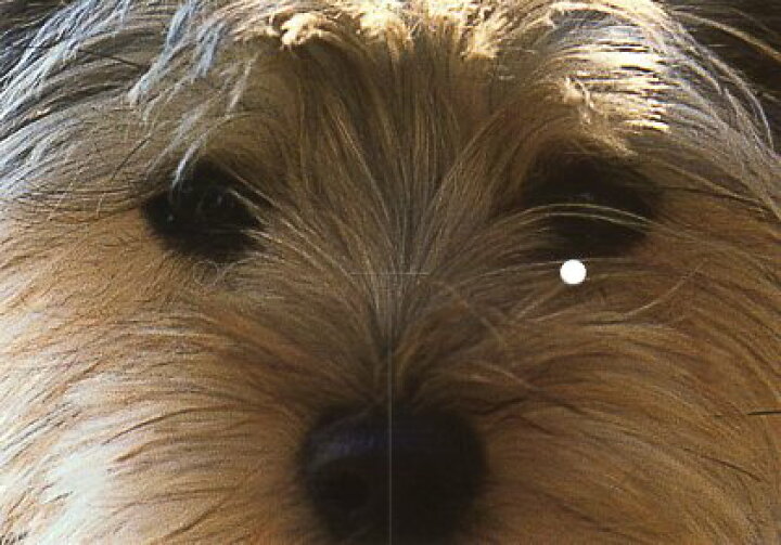 楽天市場 ポストカード カラー写真 犬 折り目が付いたポストカード お面にできます ユージニア 楽天市場店