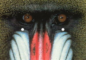 ʃ|XgJ[h J[ʐ^u}hv105×150mm Xւ͂ bZ[WJ[h