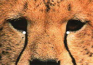 ʃ|XgJ[h J[ʐ^u`[^[v105×150mm Xւ͂ bZ[WJ[h