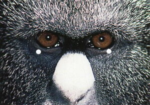 ʃ|XgJ[h J[ʐ^u@̉v105×150mm Xւ͂ bZ[WJ[h