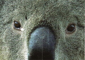 ʃ|XgJ[h J[ʐ^uRAv105×150mm Xւ͂ bZ[WJ[h