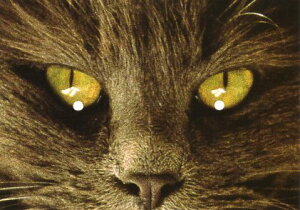 お面ポストカード カラー写真「猫」105×150mm 郵便はがき メッセージカード