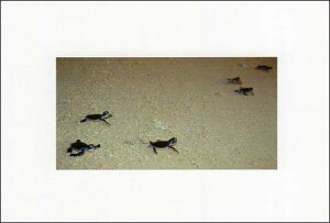 |XgJ[h J[ʐ^ E~K 103×148mm Xւ͂ bZ[WJ[h