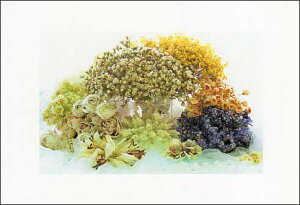 |XgJ[h J[ʐ^ t[AWg 103×148mm Xւ͂ bZ[WJ[h