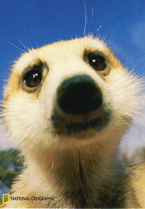 |XgJ[h J[ʐ^ ~[ALbg 105×150mm L  Xւ͂ bZ[WJ[h