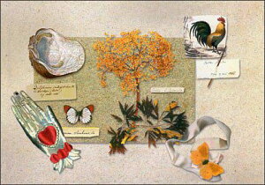 |XgJ[h J[ʐ^ ؁ELkEjgE܁E 105×150mm Xւ͂ bZ[WJ[h