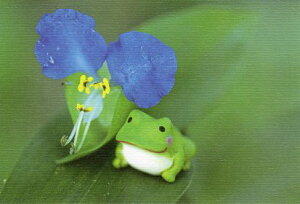 |XgJ[h J[ʐ^ SeisukeuԂƃJGv100×148mm Xւ͂ bZ[WJ[h