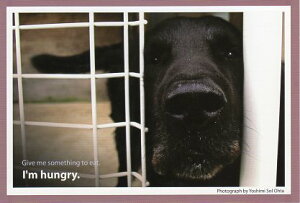 |XgJ[h J[ʐ^ uȂv105×150mm Xւ͂ bZ[WJ[h 