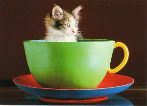 |XgJ[h J[ʐ^ J[ȃJbvɓqL 105×148mm Xւ͂ bZ[WJ[h(HOT205101)