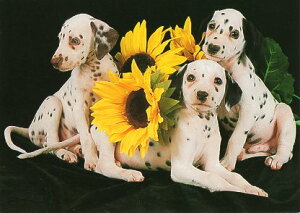 |XgJ[h J[ʐ^ Ђ܂ƃ_VA 105×148mm   Xւ͂ bZ[WJ[h