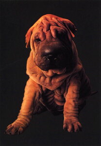 |XgJ[h J[ʐ^uuhbO/v103×148mm Xւ͂ bZ[WJ[h(RC1797)