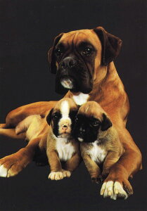 |XgJ[h J[ʐ^u3C̐eq̌v103×148mm Xւ͂ bZ[WJ[h(RC1803)