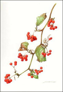 |XgJ[h {^jJA[g {quTgCov105×150mm  Xւ͂ bZ[WJ[h