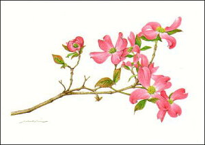 |XgJ[h {^jJA[g {quni~YLv105×150mm  Xւ͂ bZ[WJ[h