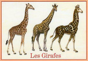 |XgJ[h CXg }ӃV[YuLv105×150mm Xւ͂ bZ[WJ[h 